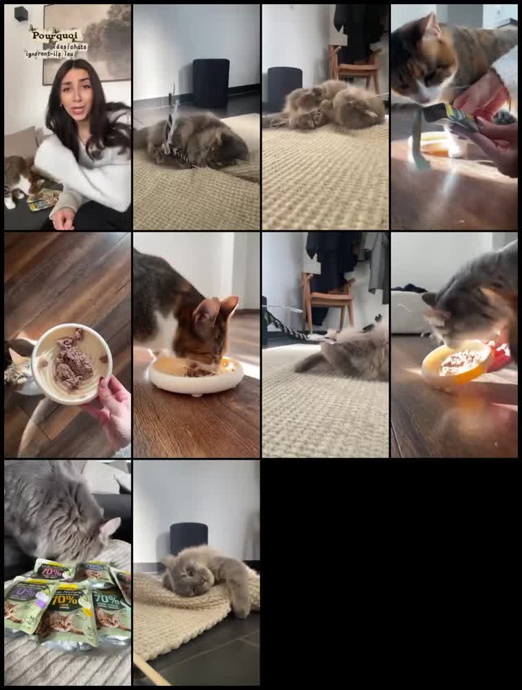 Preview GimCat