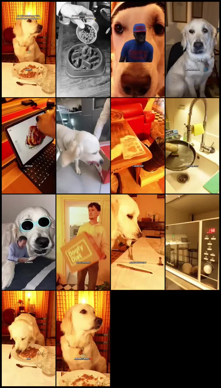Preview namilagolden with Dogfy Diet France