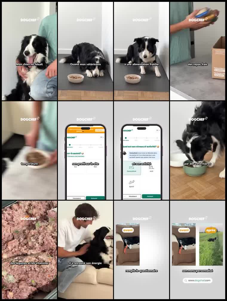 Preview Dog Chef