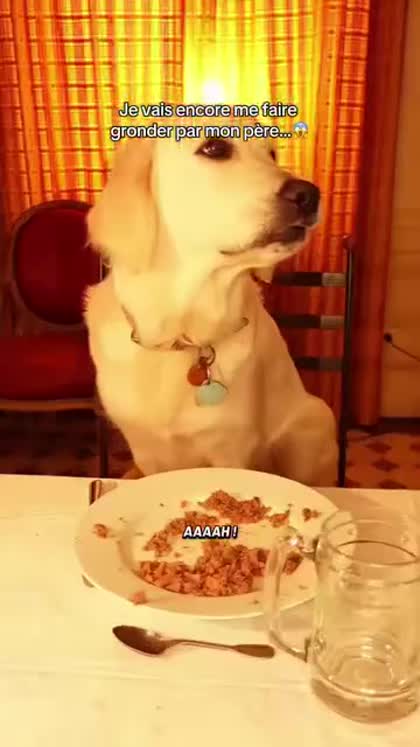 Aperçu namilagolden with Dogfy Diet France