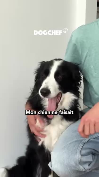 Aperçu Dog Chef
